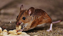 24 Hour & Emergency Exterminators in Ashkum, IL